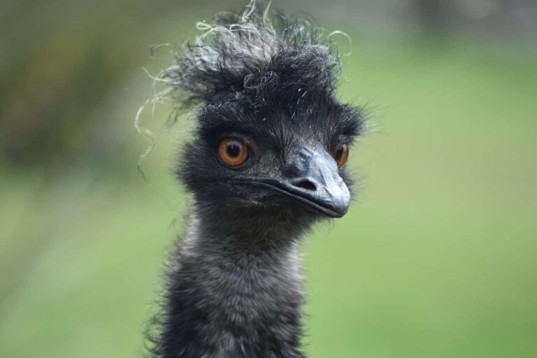 bird-7917458_1280