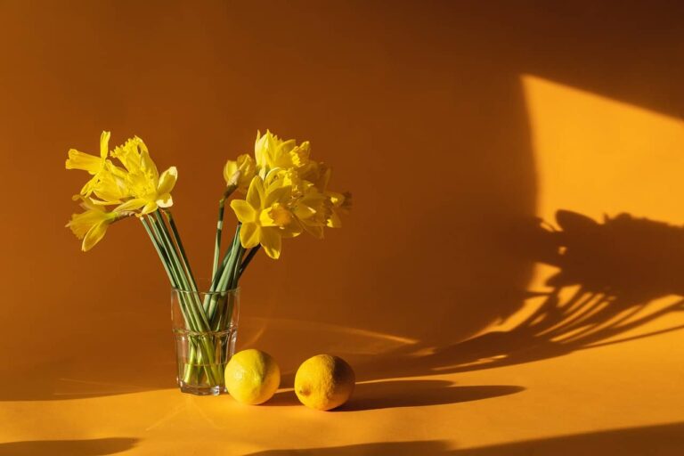 daffodils-6523446_1280
