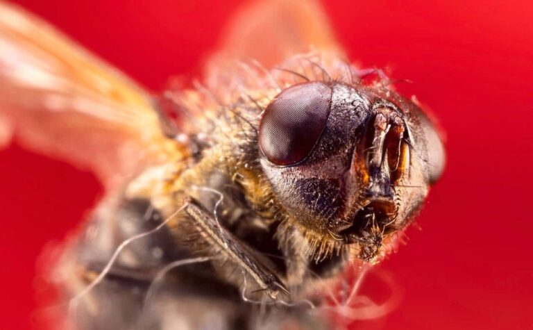housefly-7857794_1280